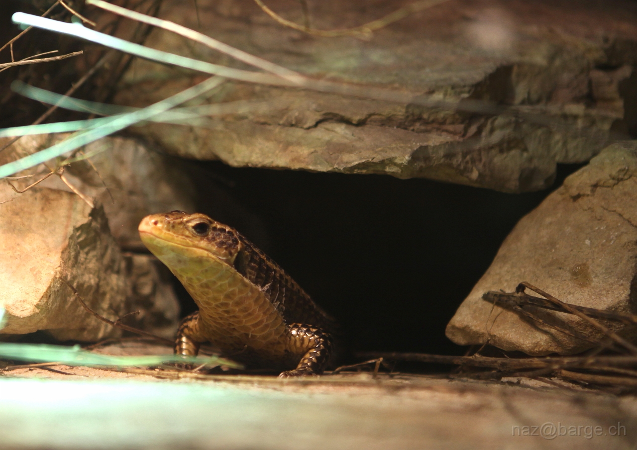 EOS 5D Mark II24_03_20133782.JPG